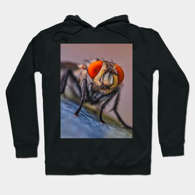 Flesh Fly Macro Insect Photograph Hoodie by love-fi